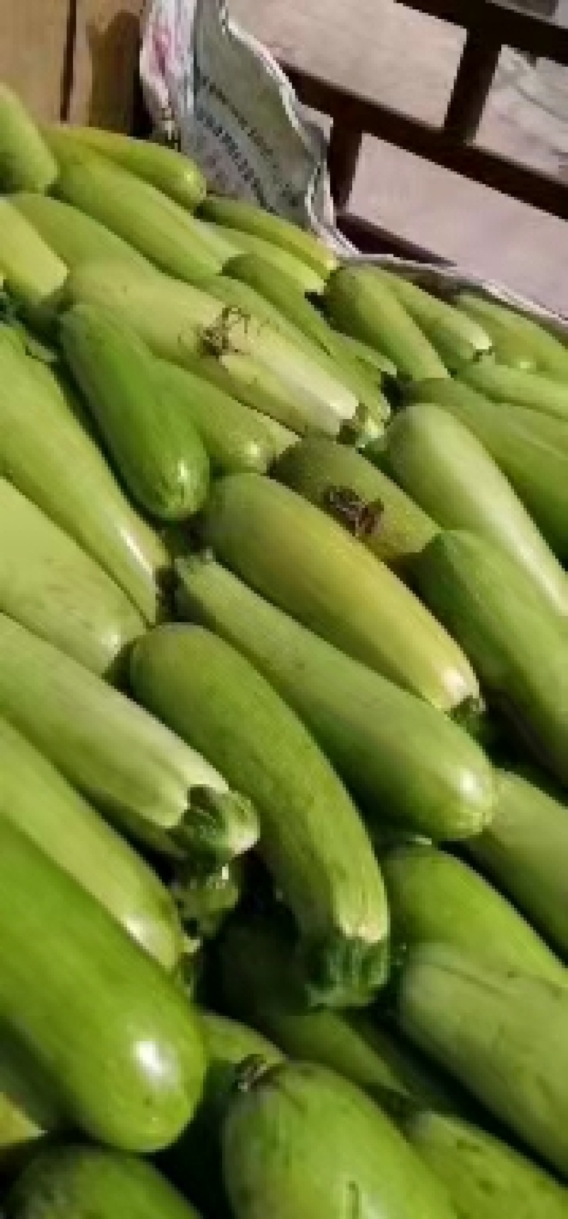 陕西精品西葫芦，基地直销，货源充足，质量高，稳定供货全国