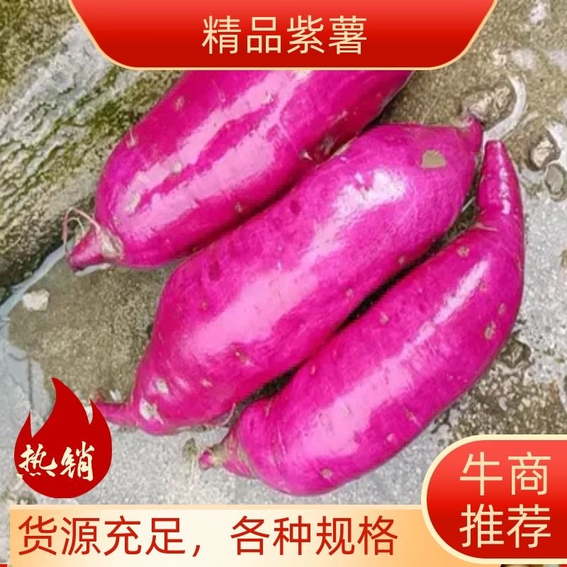 紫罗兰小花叶.紫薯大量出货，货源充足，各种规格