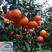 红美人柑橘苗，柑桔新品种基地，象山柑橘精品