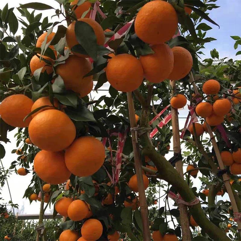 红美人柑橘苗，柑桔新品种基地，象山柑橘精品