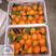 一年生红美人柑橘苗，橘子树苗批发，品质纯正，根系壮