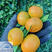 一年生由良柑桔苗，特早熟柑橘苗，新品种，结果性好