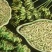小茴香批发小茴香颗粒饱满产地直销量大从优