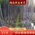 热卖区(广西甘蔗)基地直供，回程车免费提供。