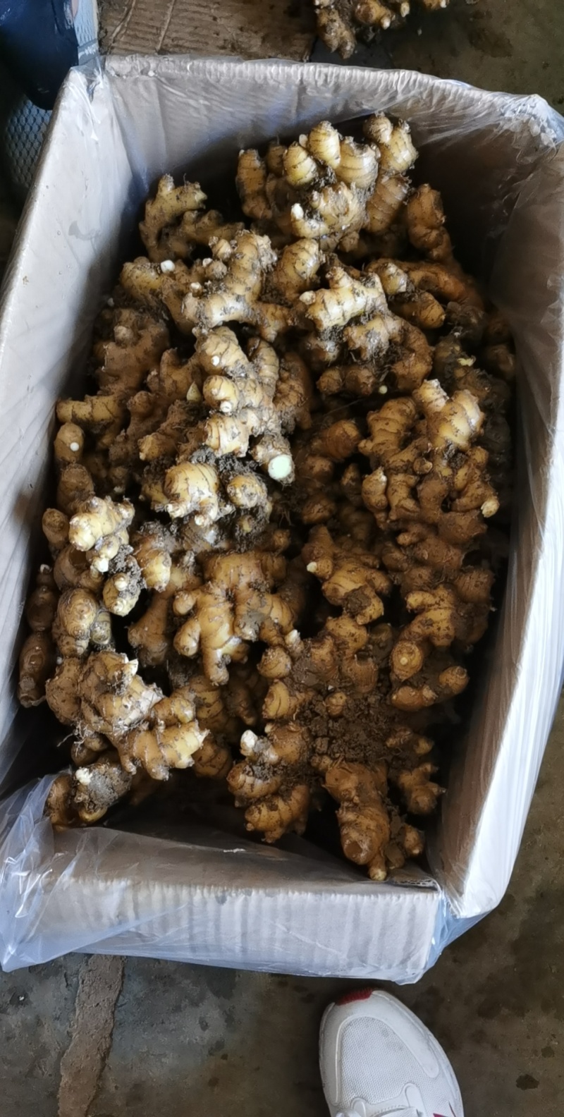 小黄姜云南生姜大量上市中价格以后产地直发欢迎联系