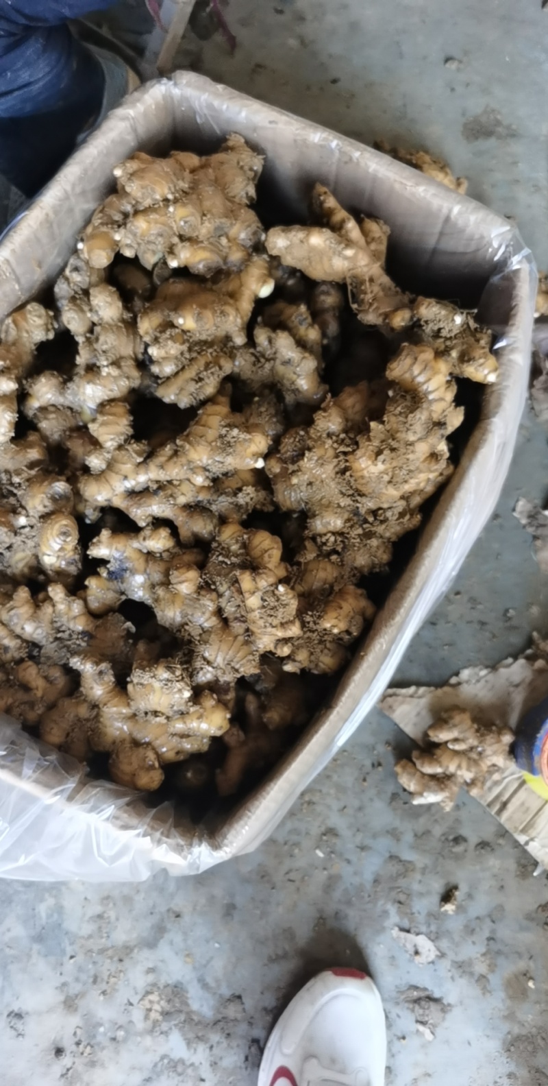 小黄姜云南生姜大量上市中价格以后产地直发欢迎联系