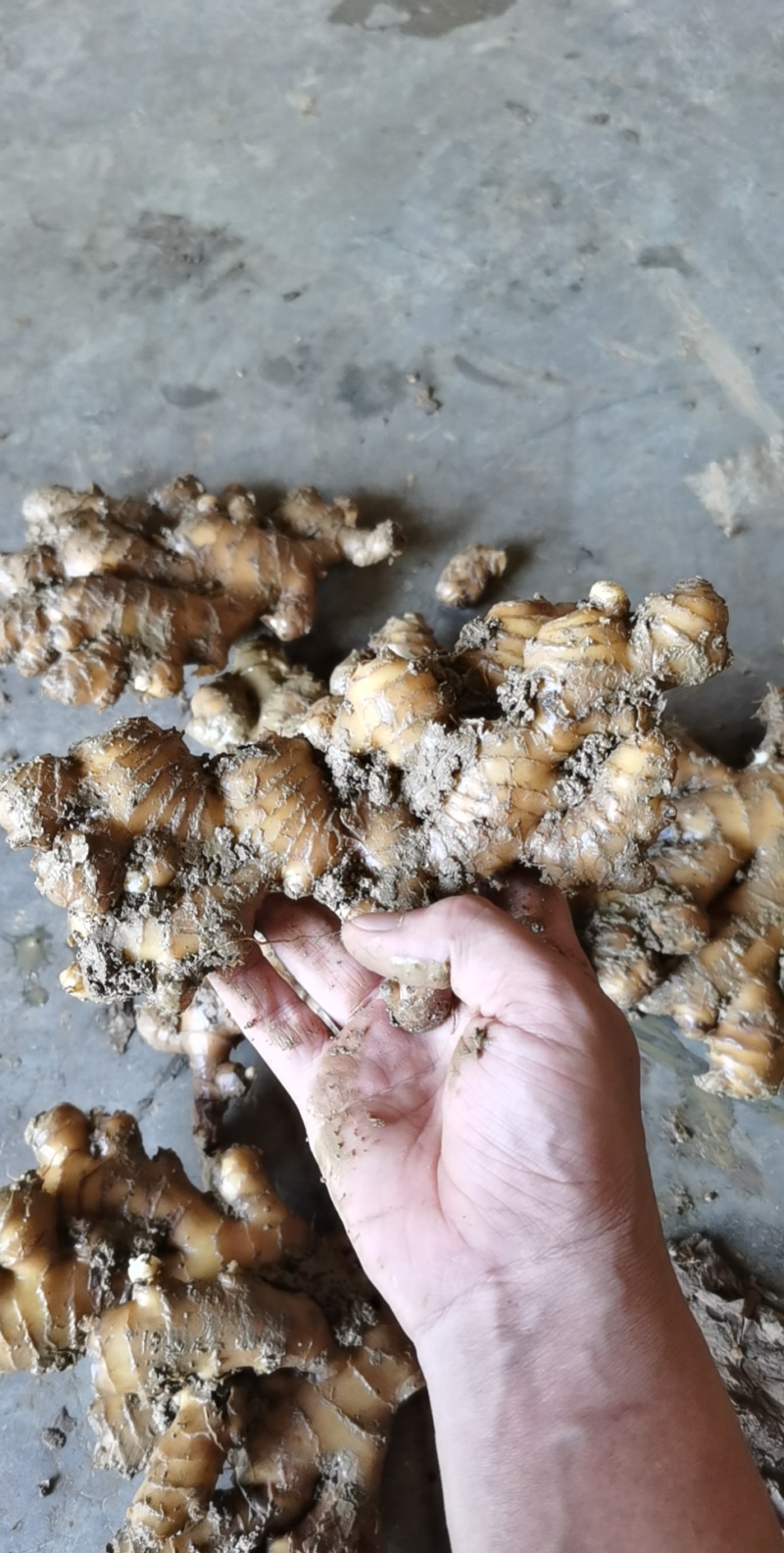 小黄姜云南生姜大量上市中价格以后产地直发欢迎联系