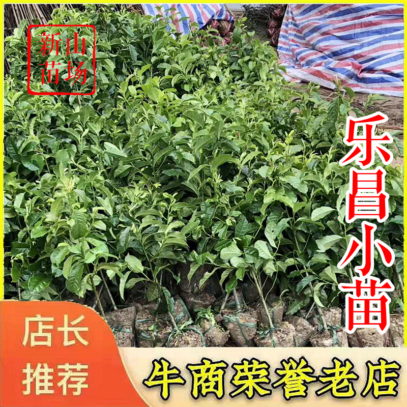 乐昌含笑【浙江】乐昌含笑小苗5-22公分深山含笑