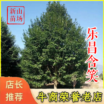 乐昌含笑【浙江】乐昌含笑小苗5-22公分深山含笑