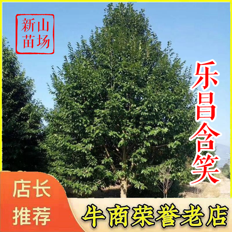 乐昌含笑【浙江】乐昌含笑小苗5-22公分深山含笑