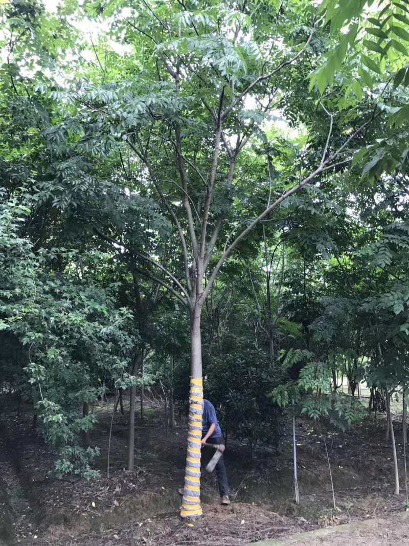 栾树【浙江】2-25公分黄山栾树苗南栾树退林还耕