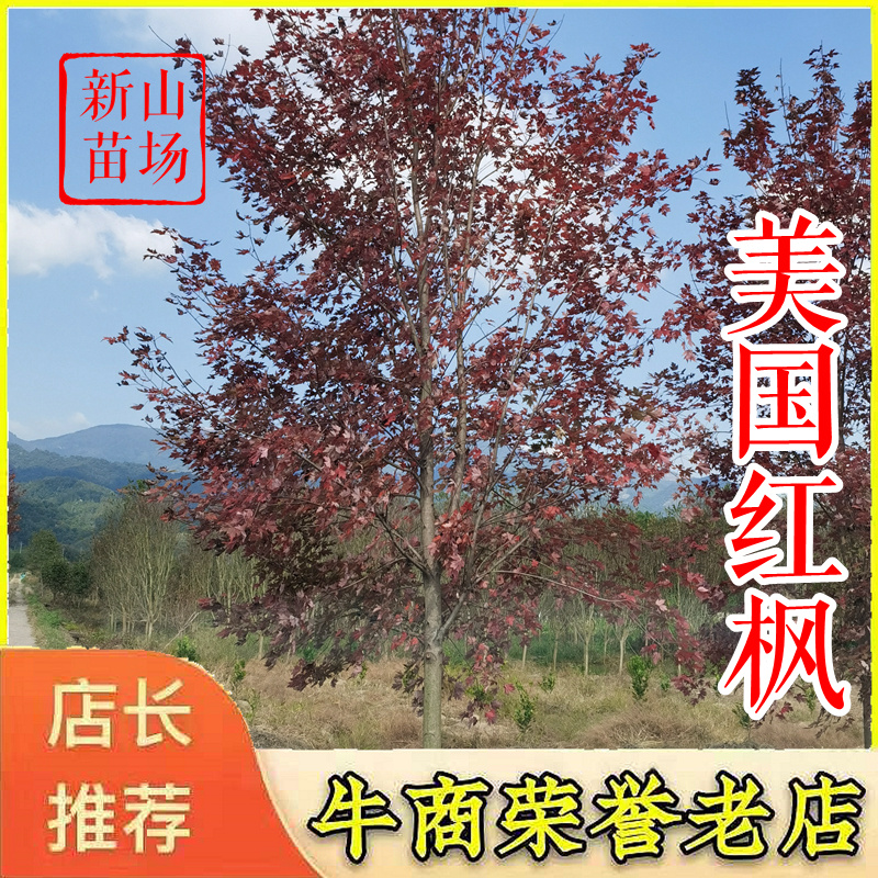 美国红枫【浙江】退林还耕处理十月光辉秋火焰美国红枫树苗