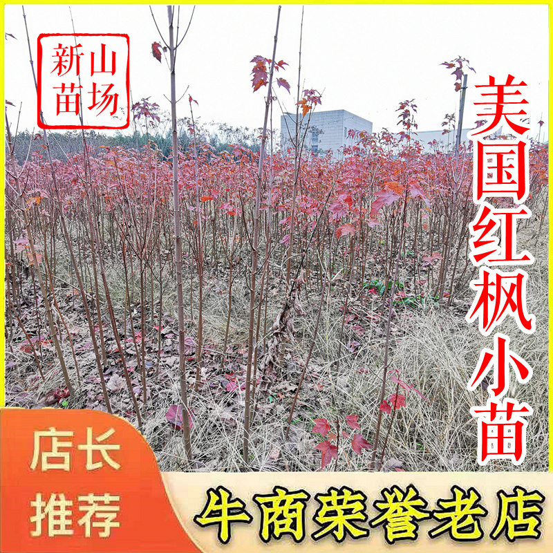美国红枫【浙江】退林还耕处理十月光辉秋火焰美国红枫树苗