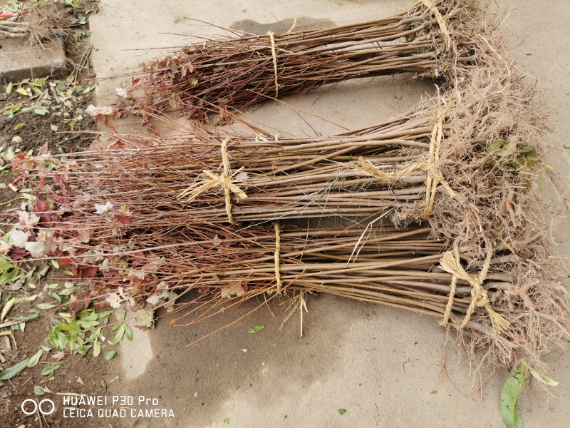 美国红枫【浙江】退林还耕处理十月光辉秋火焰美国红枫树苗