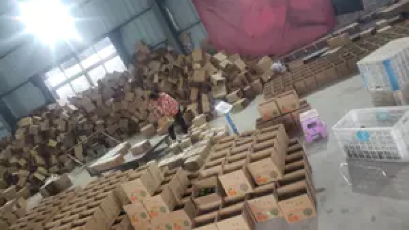 【精品推荐】云南特早蜜桔精品橘子产地一手货源