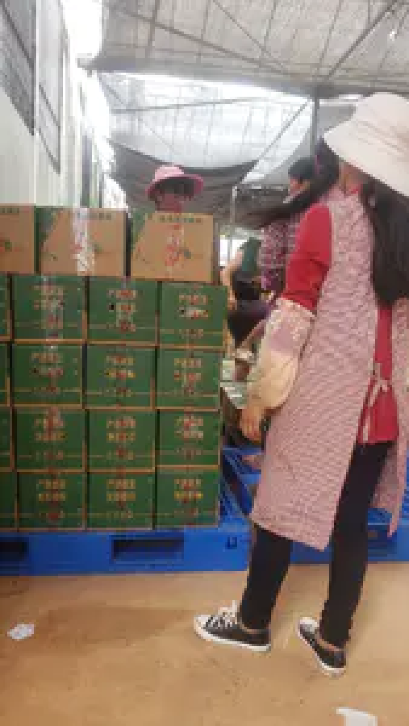【精品推荐】云南特早蜜桔精品橘子产地一手货源