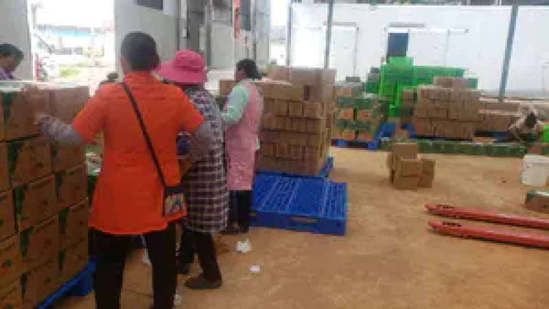 【精品推荐】云南特早蜜桔精品橘子产地一手货源