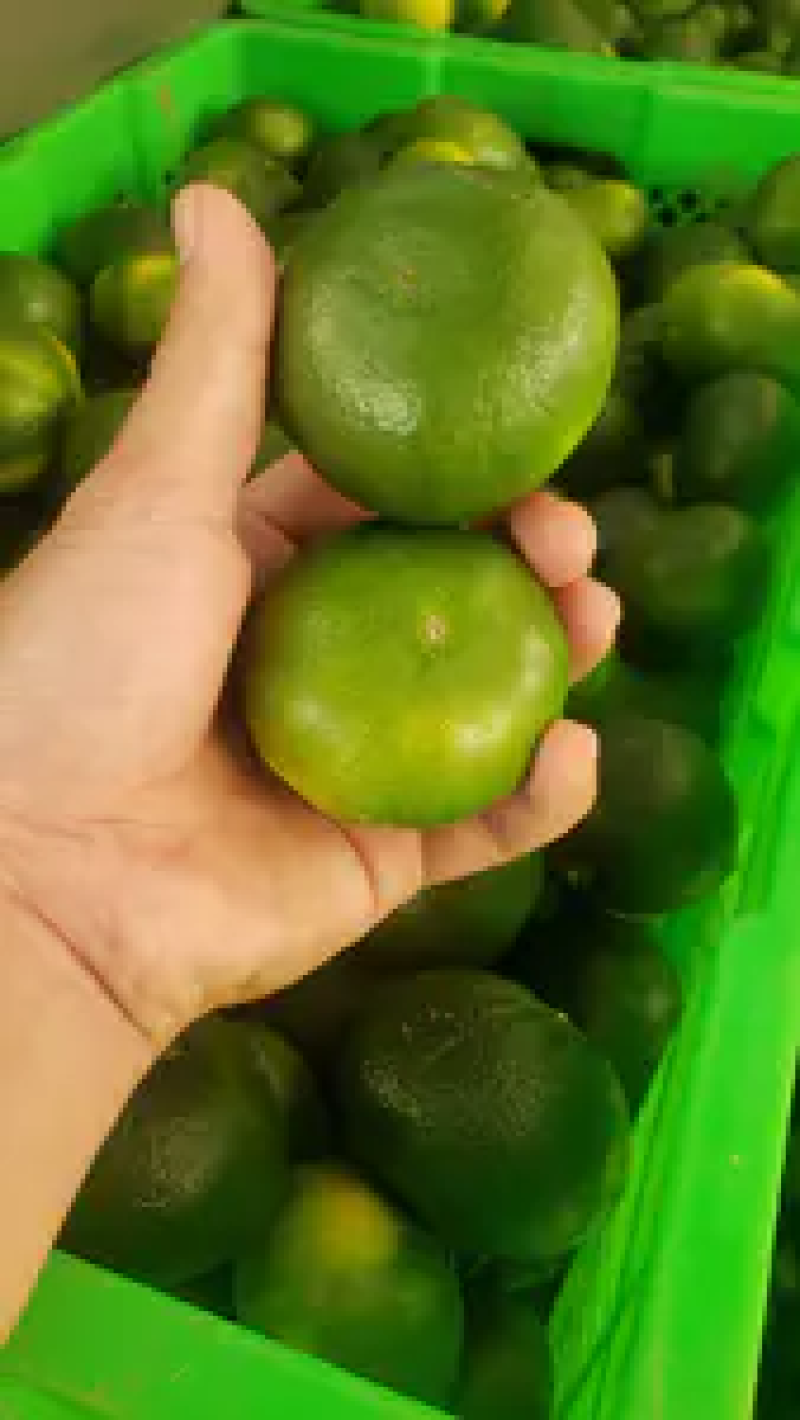 【精品推荐】云南特早蜜桔精品橘子产地一手货源