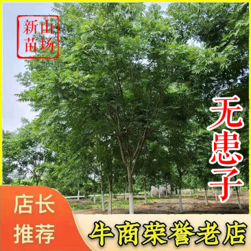 无患子【浙江】退林还耕无患子树苗小苗肥皂树