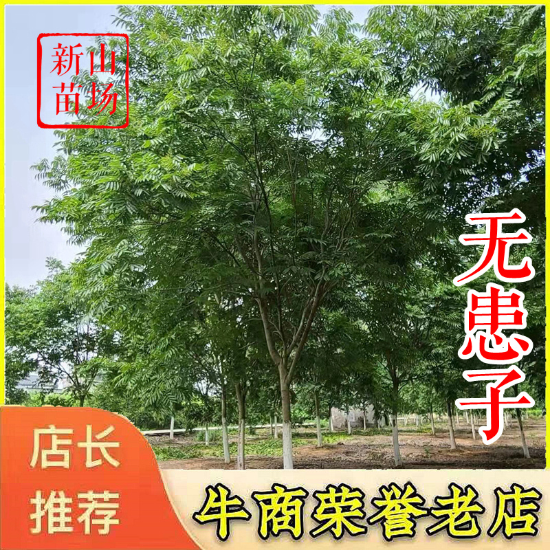 无患子【浙江】退林还耕无患子树苗小苗肥皂树