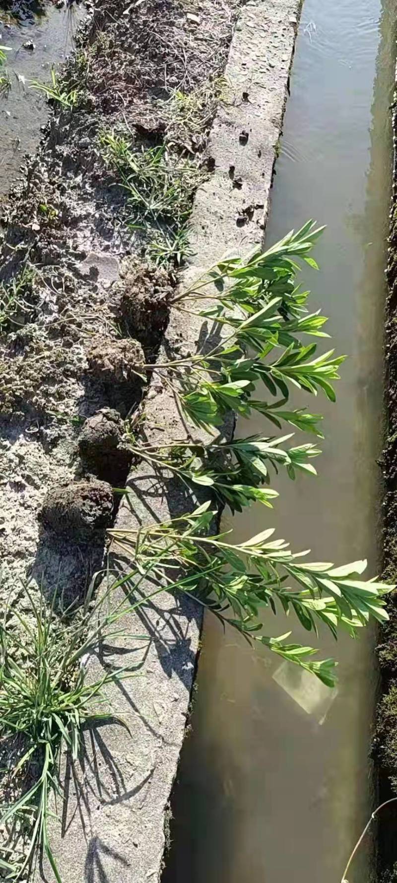 毛鹃，杜鹃，苗木各种规格，品质保障，一手货源