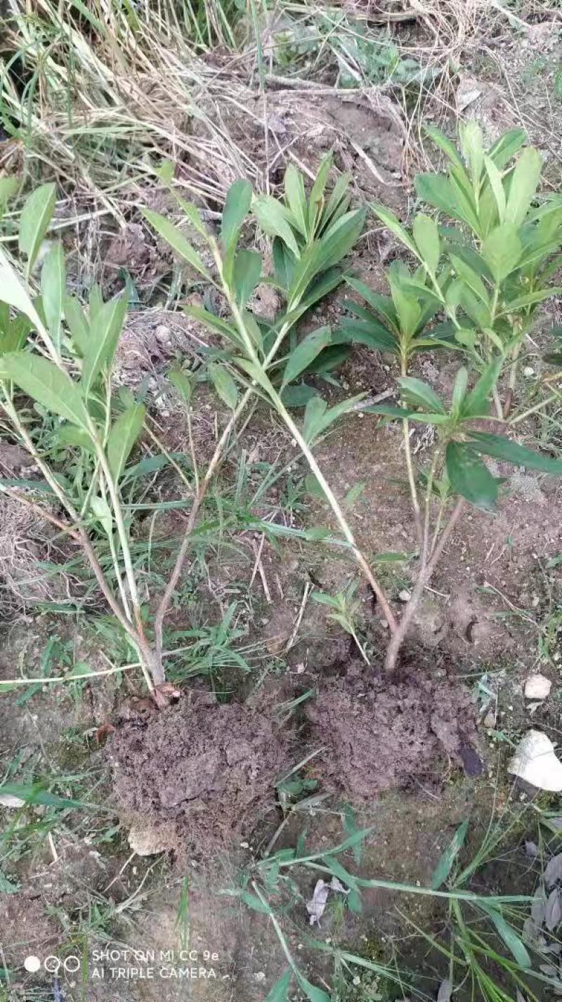 毛鹃，杜鹃，苗木各种规格，品质保障，一手货源