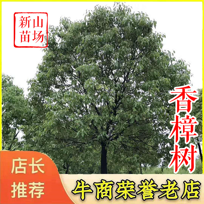 香樟【浙江】退林还耕香樟树苗10-35公分规格齐全