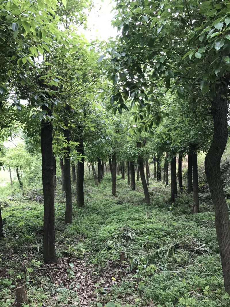 香樟【浙江】退林还耕香樟树苗10-35公分规格齐全