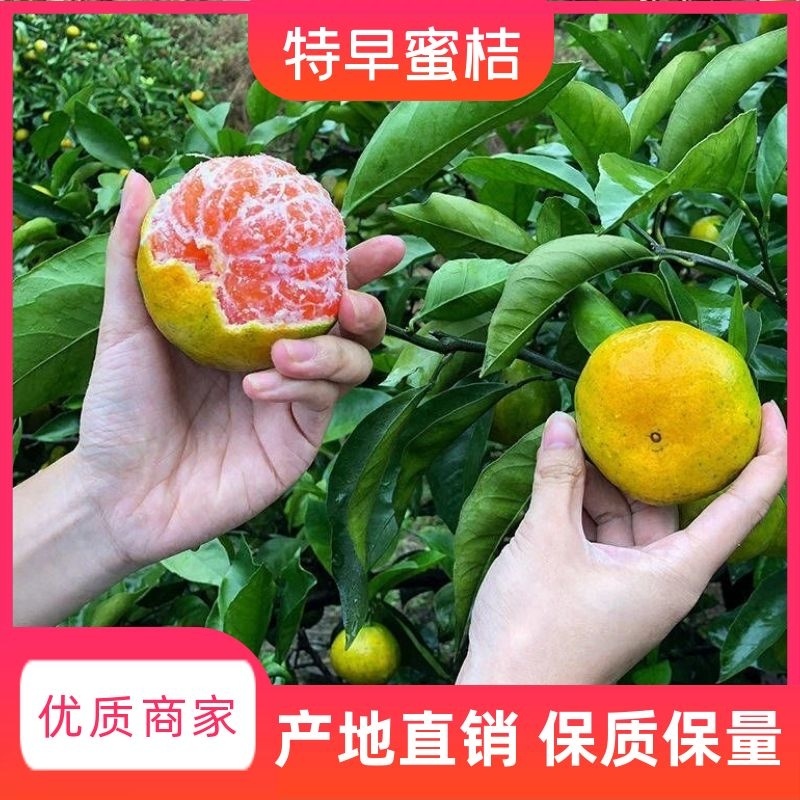 【视频看货】蜜橘四川资阳特早蜜橘皮薄多汁一手货源视频拿货