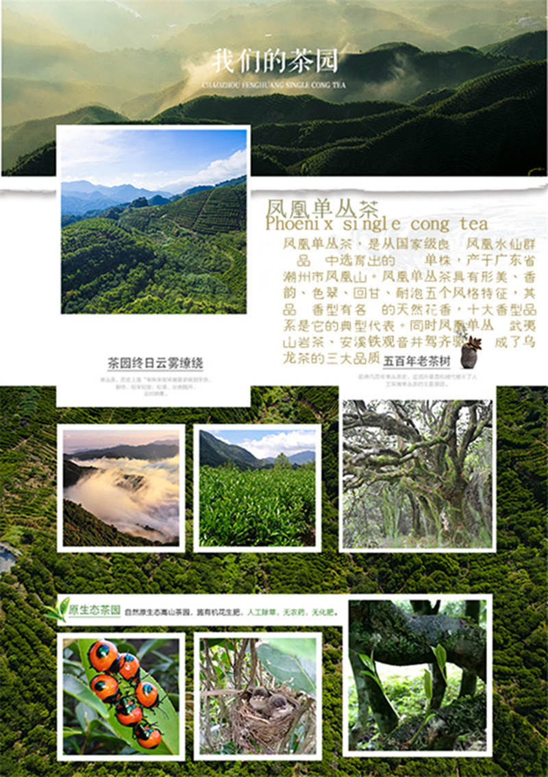 贡茗春凤凰单丛功夫茶潮州单丛茶叶银花香鸭屎香乌岽