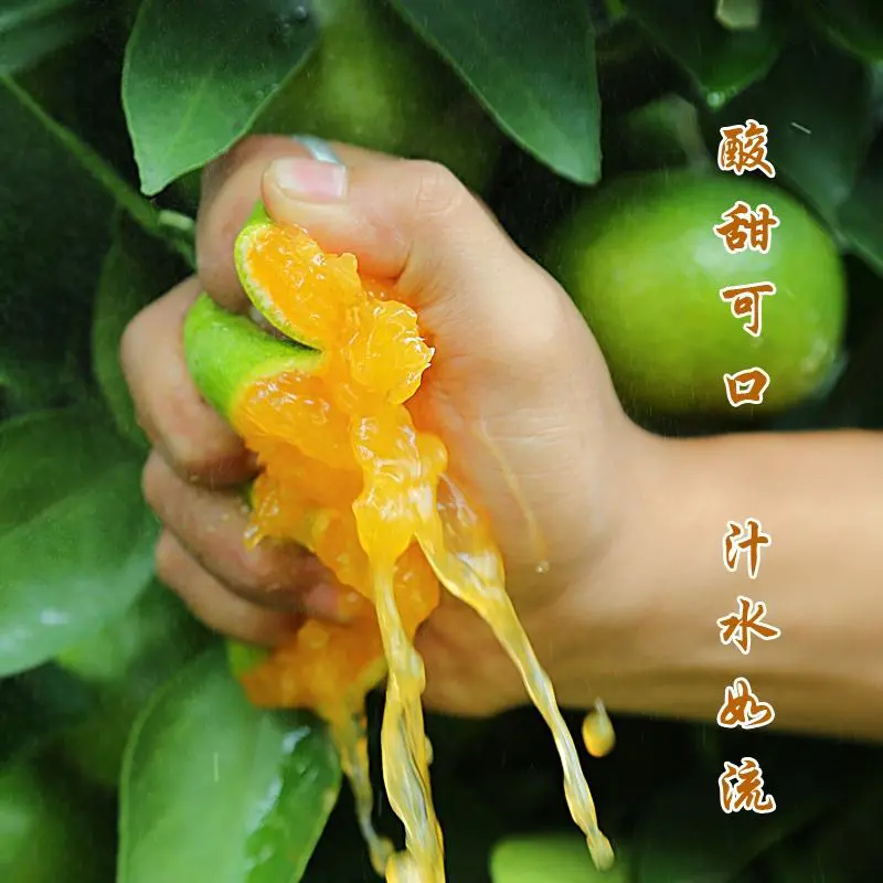 四川蜜桔、特早蜜桔、大量上市、有需要的老板欢迎洽谈。
