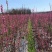 红梅苗【浙江】骨里红骨红朱砂花梅梅花树苗