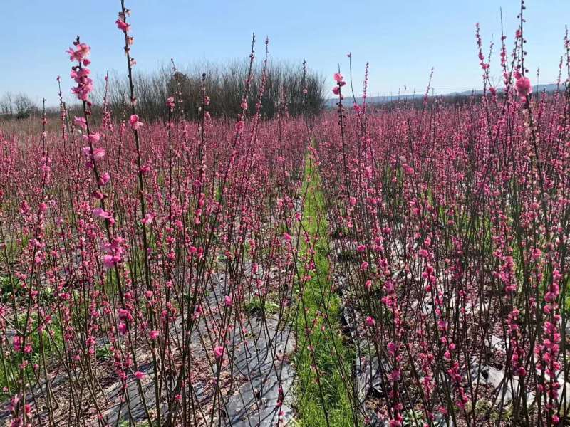 红梅苗【浙江】骨里红骨红朱砂花梅梅花树苗