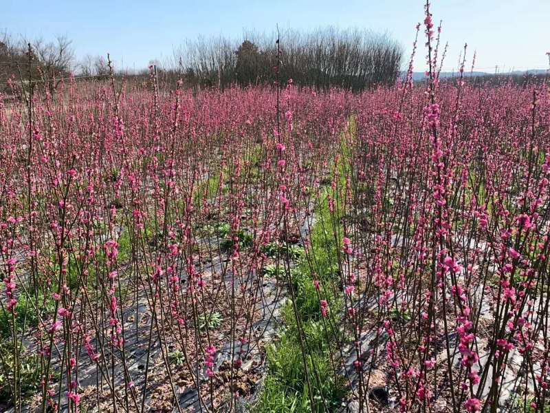 红梅苗【浙江】骨里红骨红朱砂花梅梅花树苗