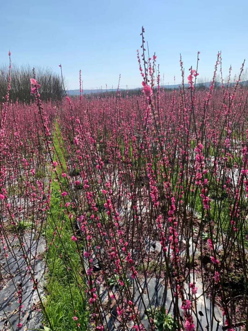 红梅苗【浙江】骨里红骨红朱砂花梅梅花树苗