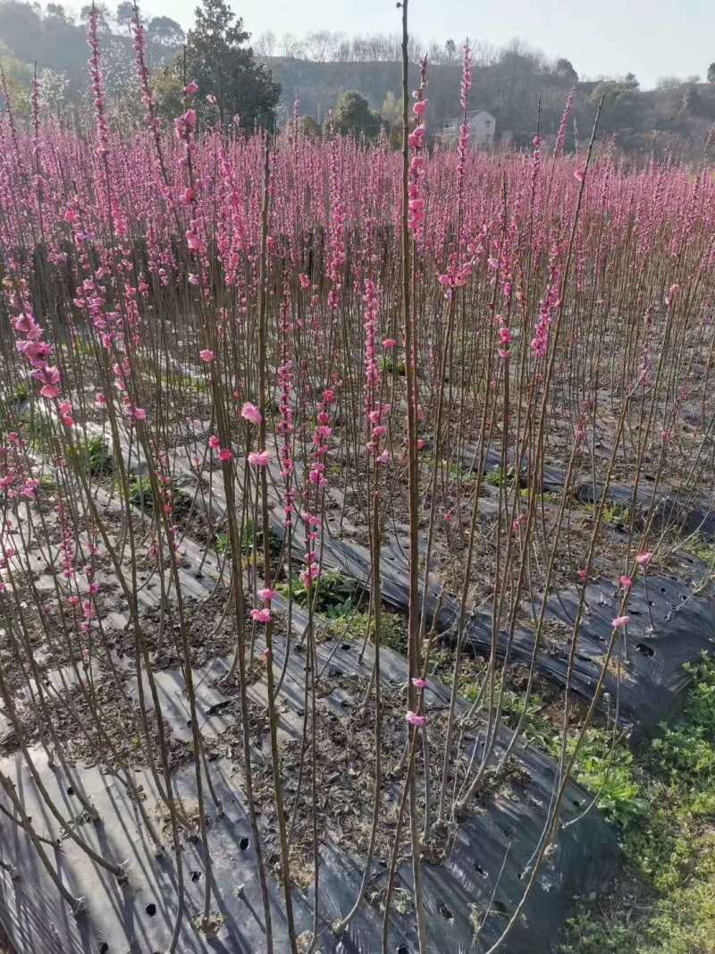 红梅苗【浙江】骨里红骨红朱砂花梅梅花树苗