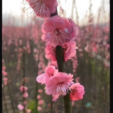 红梅苗【浙江】骨里红骨红朱砂花梅梅花树苗