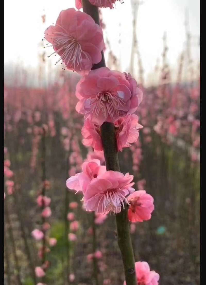 红梅苗【浙江】骨里红骨红朱砂花梅梅花树苗