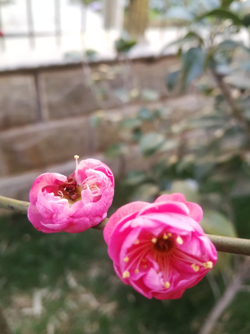 红梅苗【浙江】骨里红骨红朱砂花梅梅花树苗