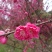 红梅苗【浙江】骨里红骨红朱砂花梅梅花树苗