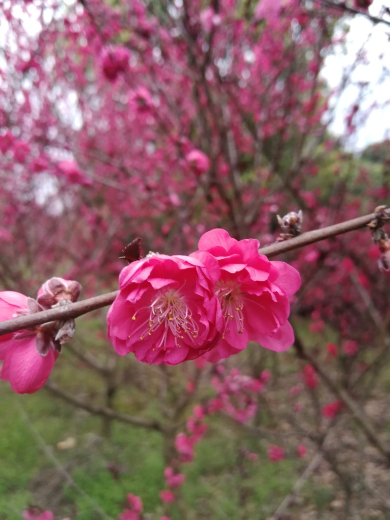 红梅苗【浙江】骨里红骨红朱砂花梅梅花树苗
