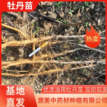 【优选】油用牡丹苗基地直发货源充足下单即发包指导