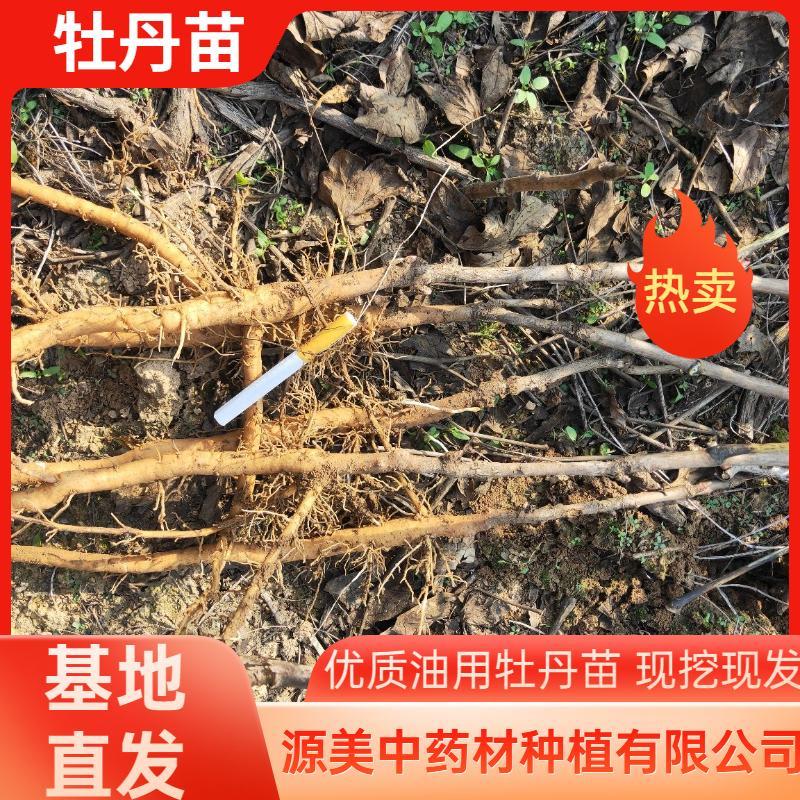 油用牡丹1-5年苗优质新鲜优质油用牡丹苗大量供应牡丹苗