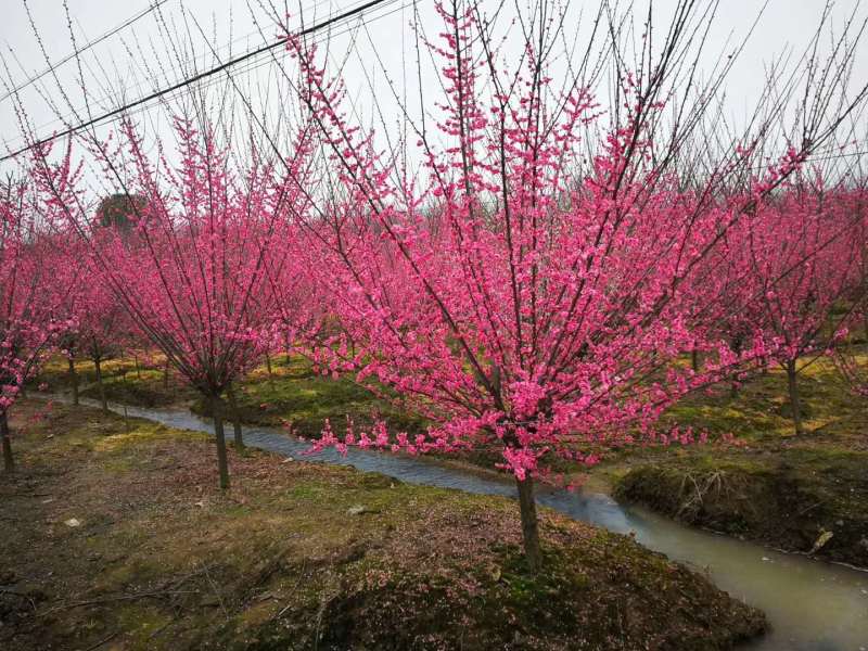 红梅花梅【浙江嵊州】梅花树苗3-15公分红梅树苗