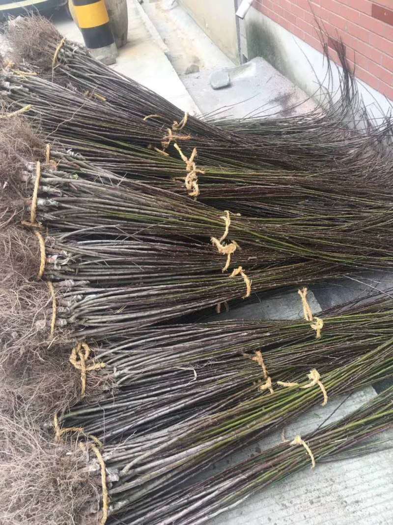 梅花苗美人乌羽玉红须朱砂榆叶绿梅垂梅小苗