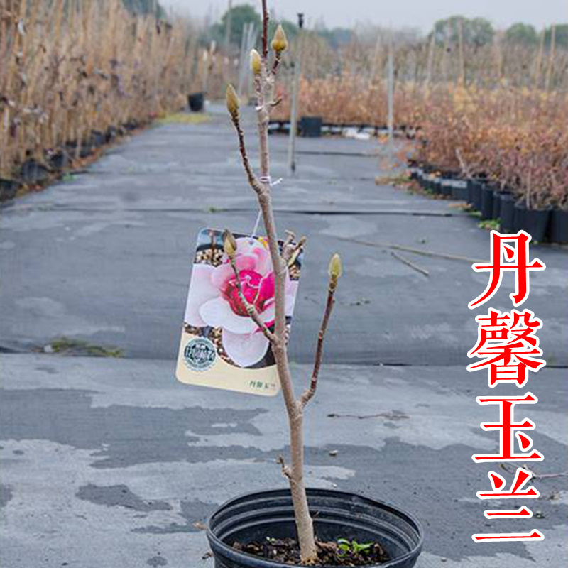如意玉兰苗矮化玉兰丹馨玉兰小苗如意玉兰树苗