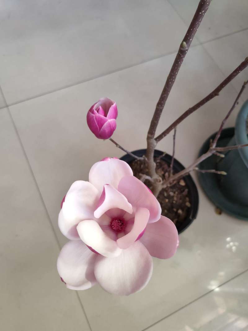 如意玉兰苗矮化玉兰丹馨玉兰小苗如意玉兰树苗