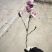 如意玉兰苗矮化玉兰丹馨玉兰小苗如意玉兰树苗