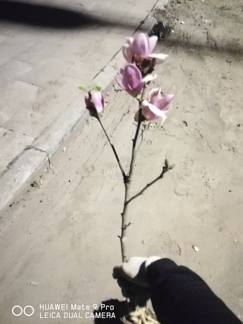 如意玉兰苗矮化玉兰丹馨玉兰小苗如意玉兰树苗