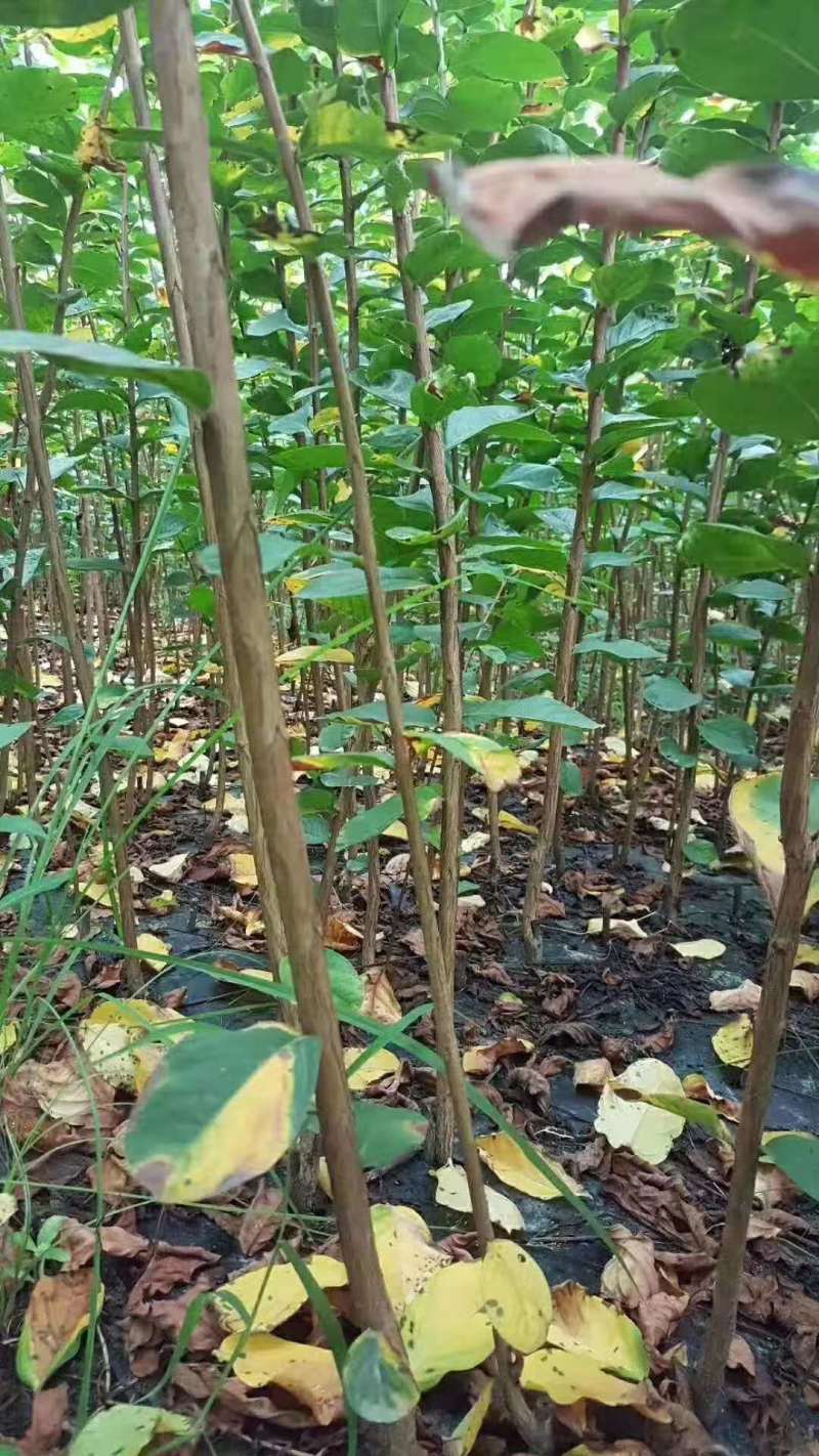 紫薇苗美国红火箭红火球天鹅绒紫叶黑钻速生紫薇小苗